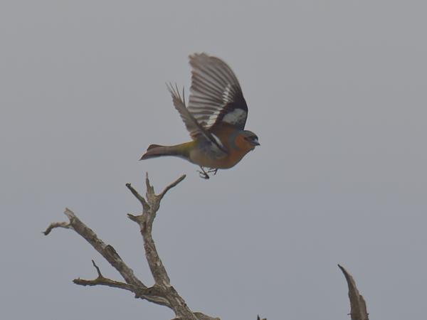 <h3><a href="/trips/ebro/biota/animalia/chordata/aves/040 passeriformes/121 fringillidae/fringilla coelebs/fringilla coelebs-nl.html">Fringilla&nbsp;coelebs</a> / Common&nbsp;chaffinch / Vink</h3>OM-1 Mark II met OLYMPUS M.300mm F4.0, 1/2500 sec  bij F4.5, ISO 200, afstand 165&nbsp;m